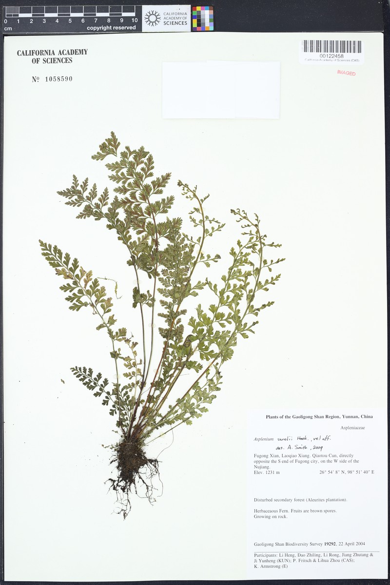 Variable Spleenwort photo 5