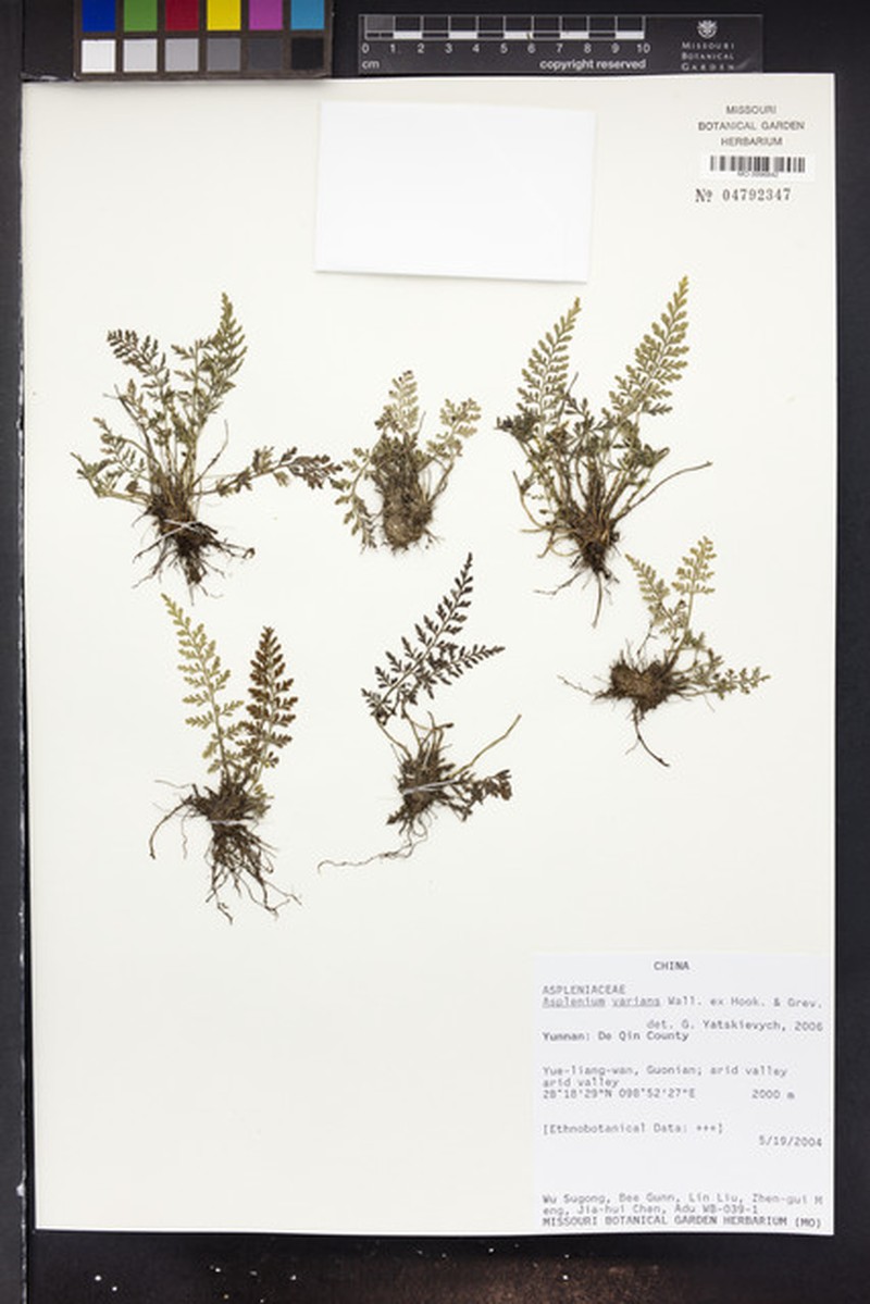 Variable Spleenwort photo 6