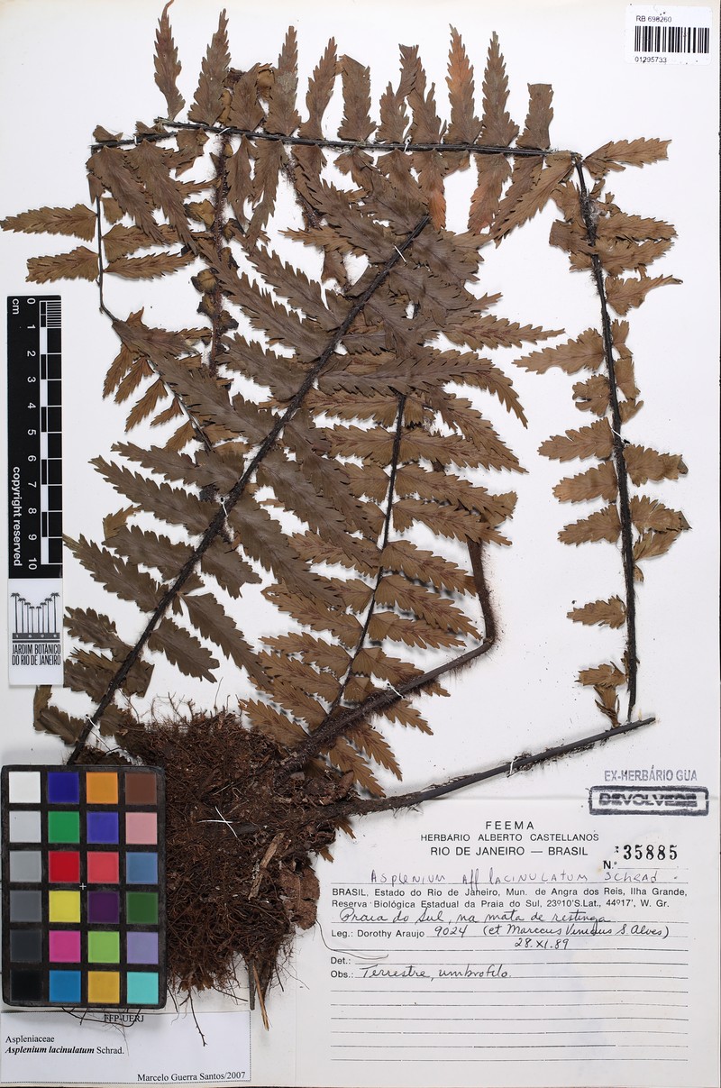 Asplenium lacinulatum