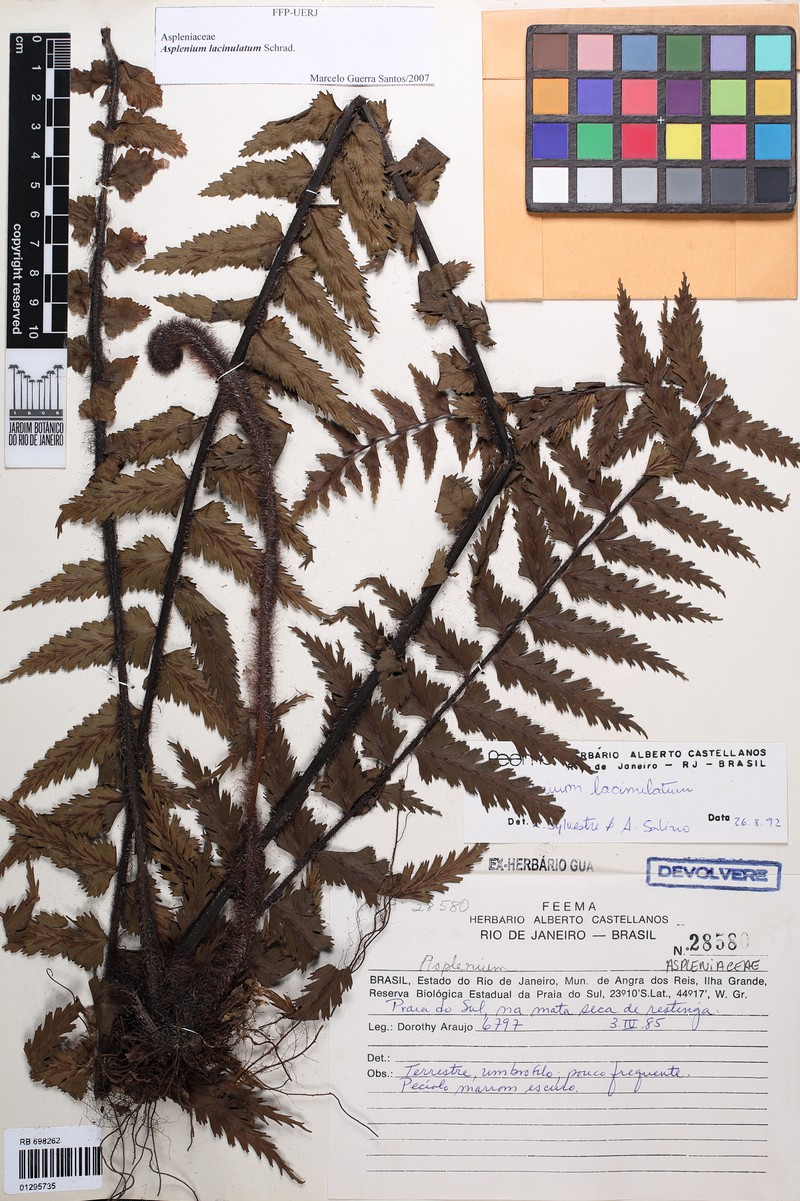 Asplenium lacinulatum photo 2