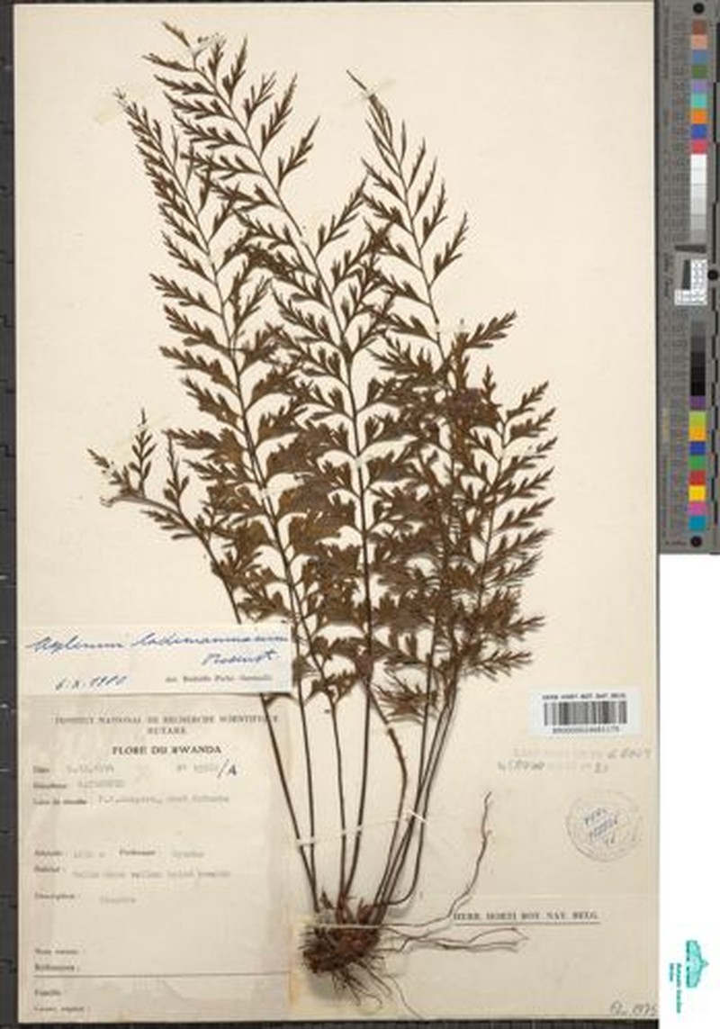 Asplenium lademannianum