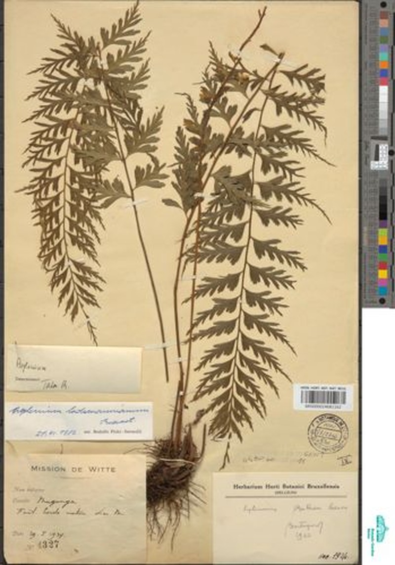 Asplenium lademannianum photo 2