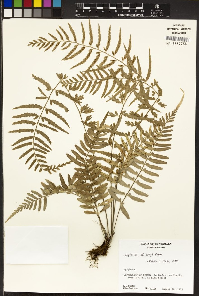 Asplenium lamprocaulon