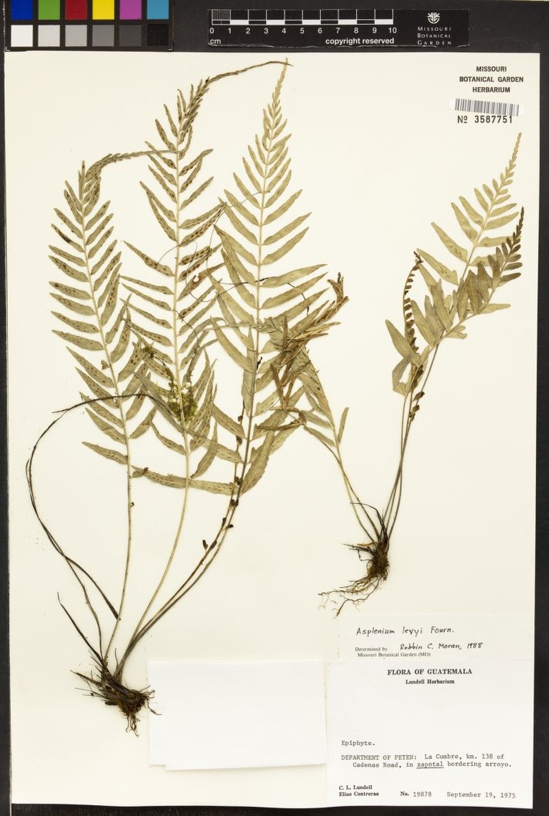 Asplenium lamprocaulon photo 2