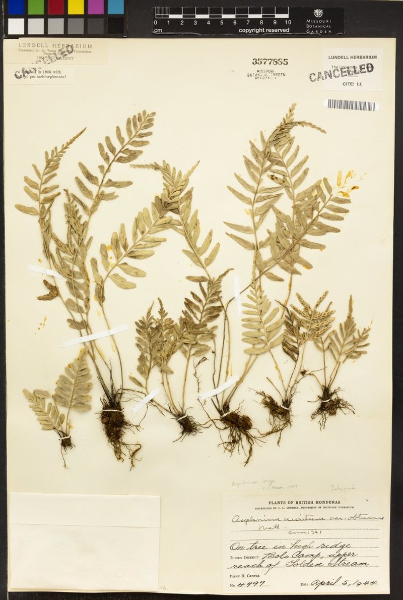 Asplenium lamprocaulon photo 3