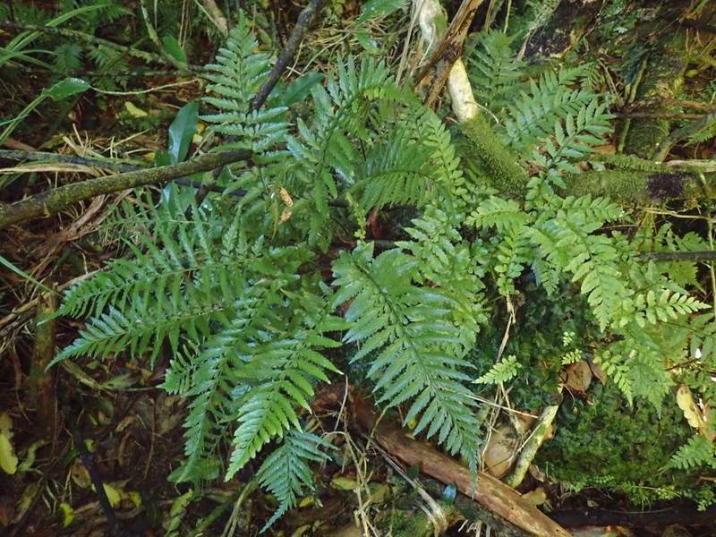 Asplenium lamprophyllum photo 2