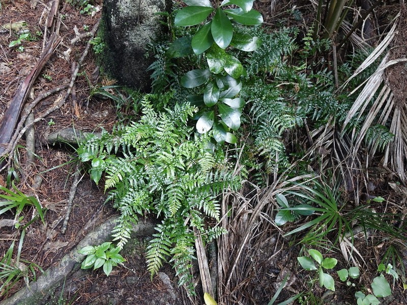 Asplenium lamprophyllum photo 3