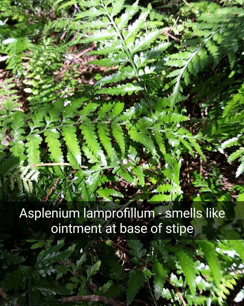 Asplenium lamprophyllum photo 5