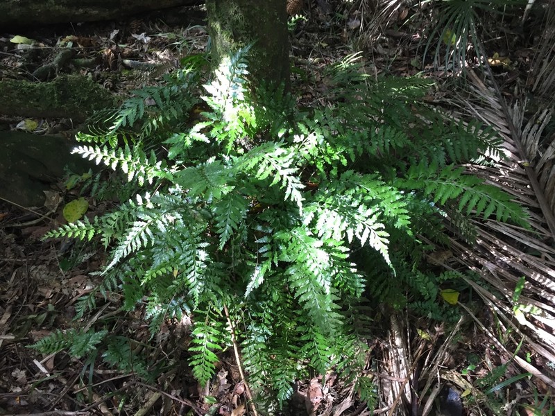 Asplenium lamprophyllum photo 6