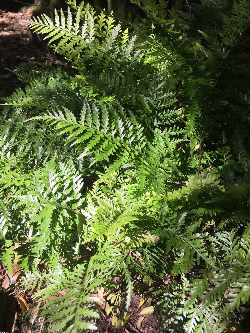 Asplenium lamprophyllum photo 7
