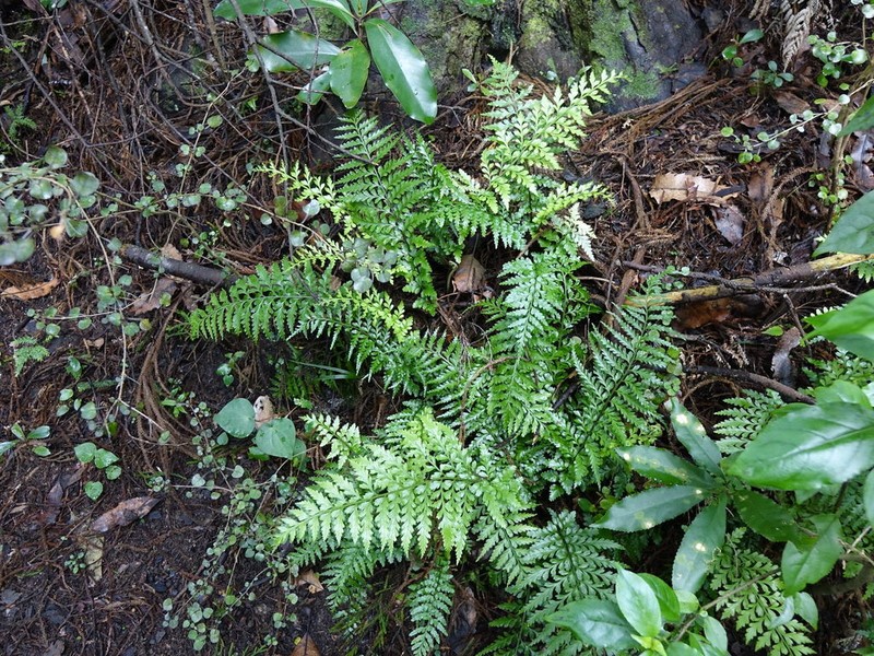 Asplenium lamprophyllum photo 8