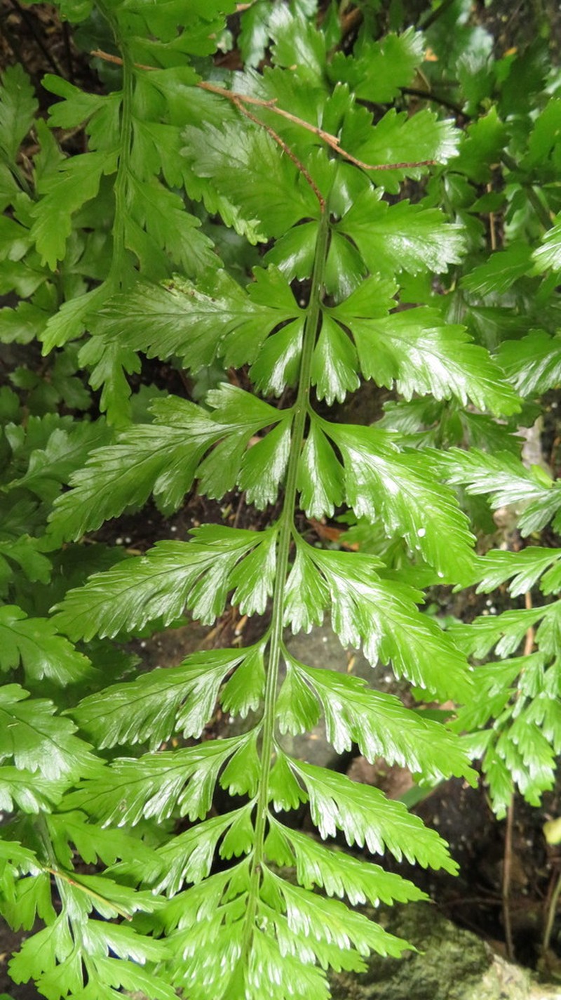 Asplenium lamprophyllum