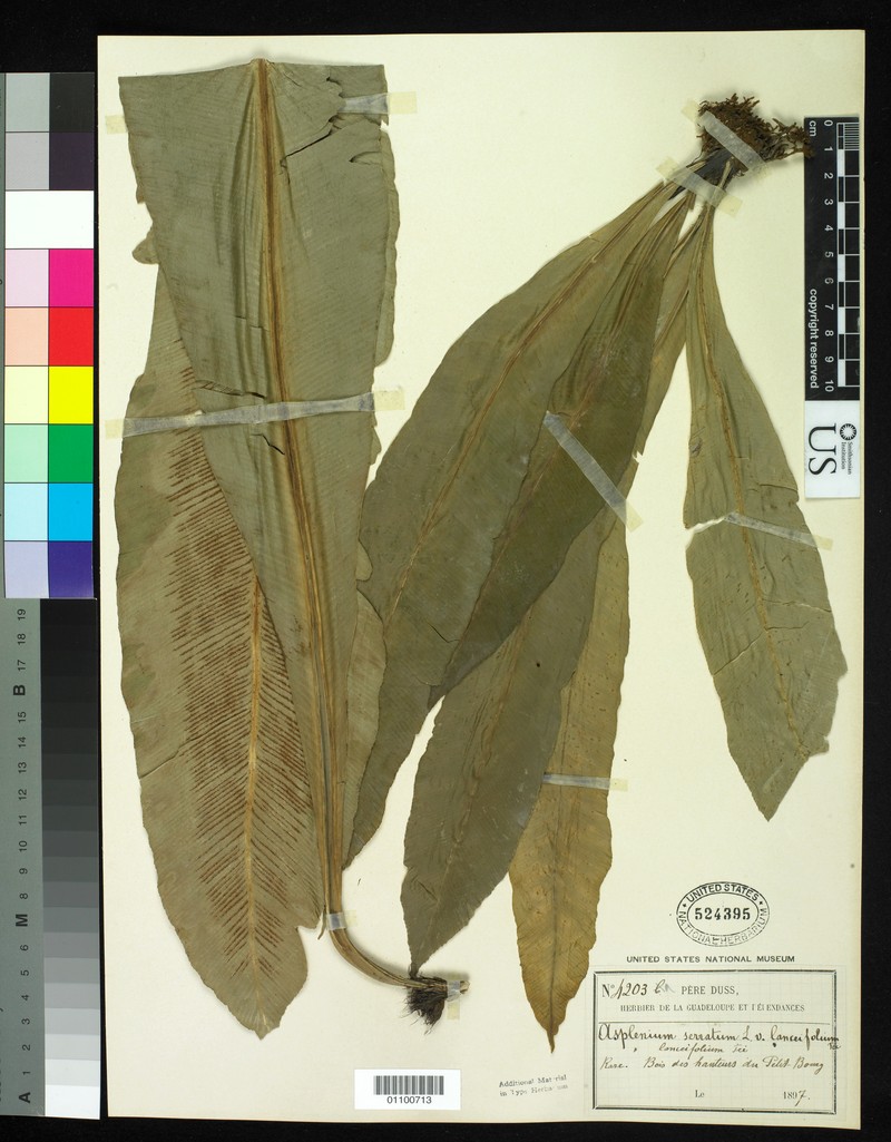 Asplenium lancifolium