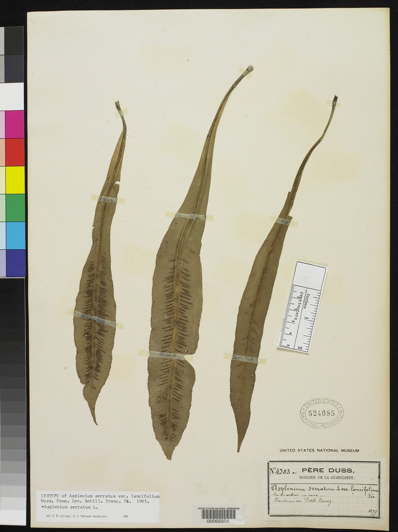 Asplenium lancifolium photo 2