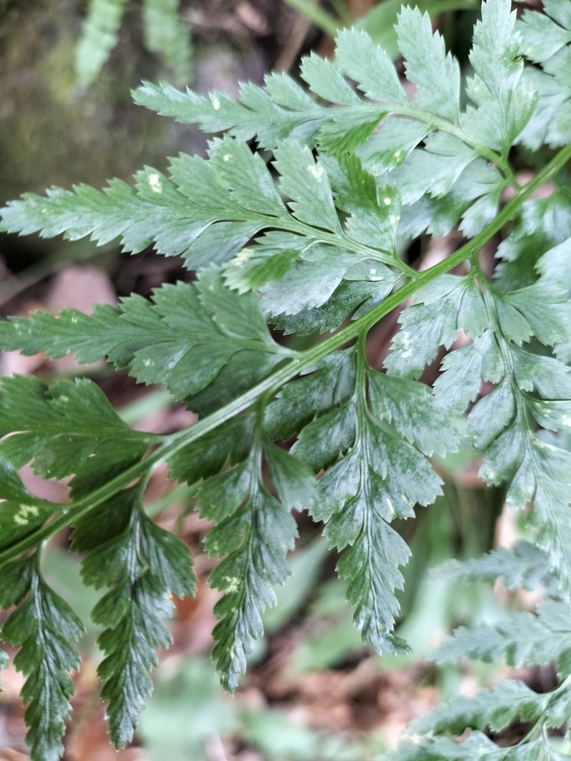 Asplenium lancifolium