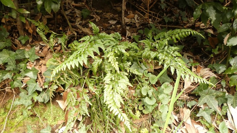 Asplenium lancifolium photo 2