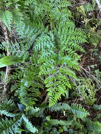 Johnstone River Fern