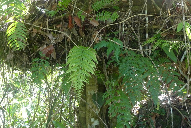 Johnstone River Fern photo 2