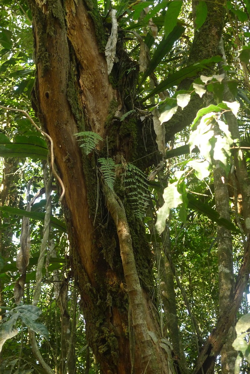 Johnstone River Fern photo 3