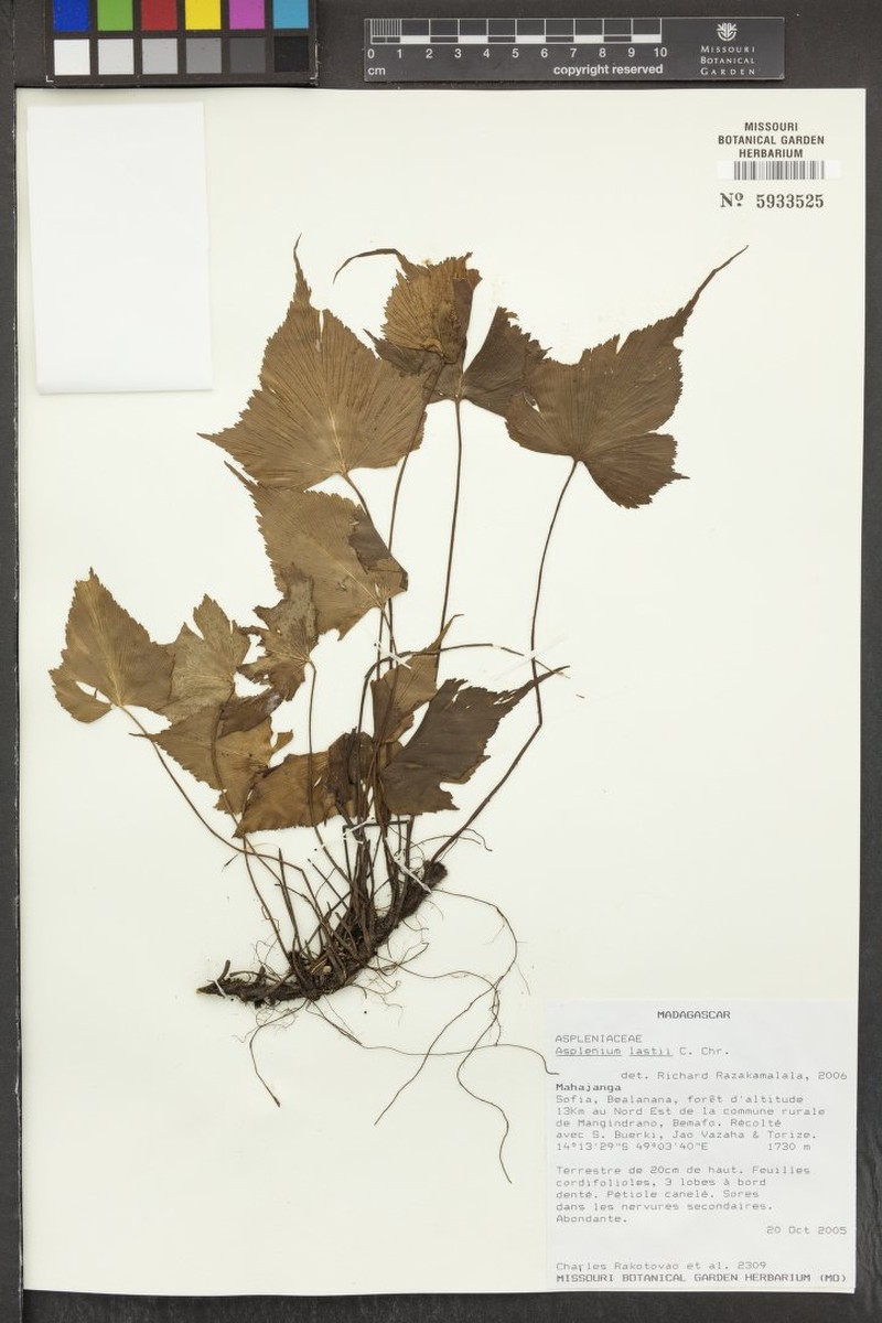 Asplenium lastii