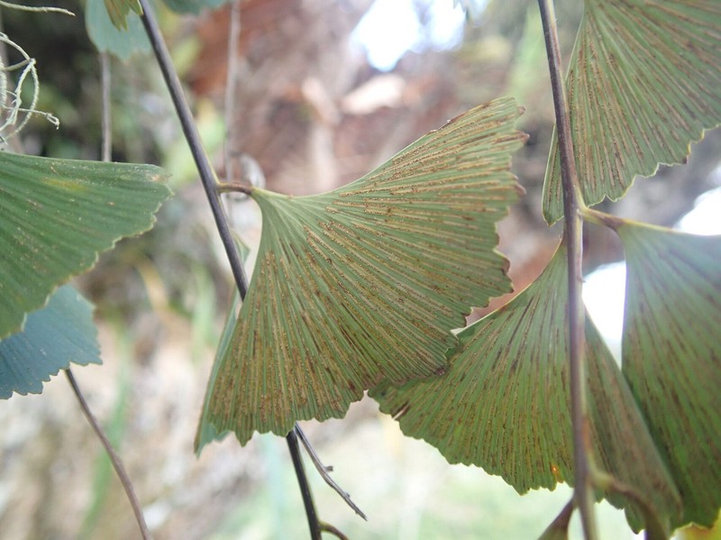 Asplenium laurentii photo 3