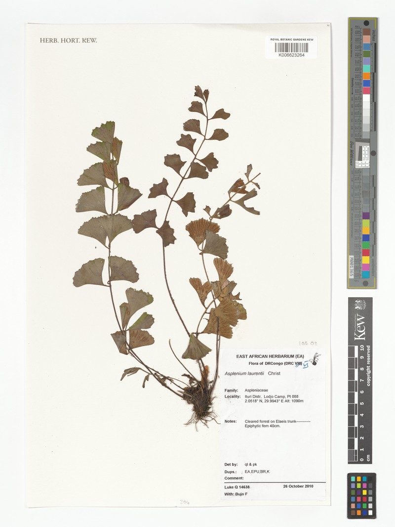 Asplenium laurentii photo 4