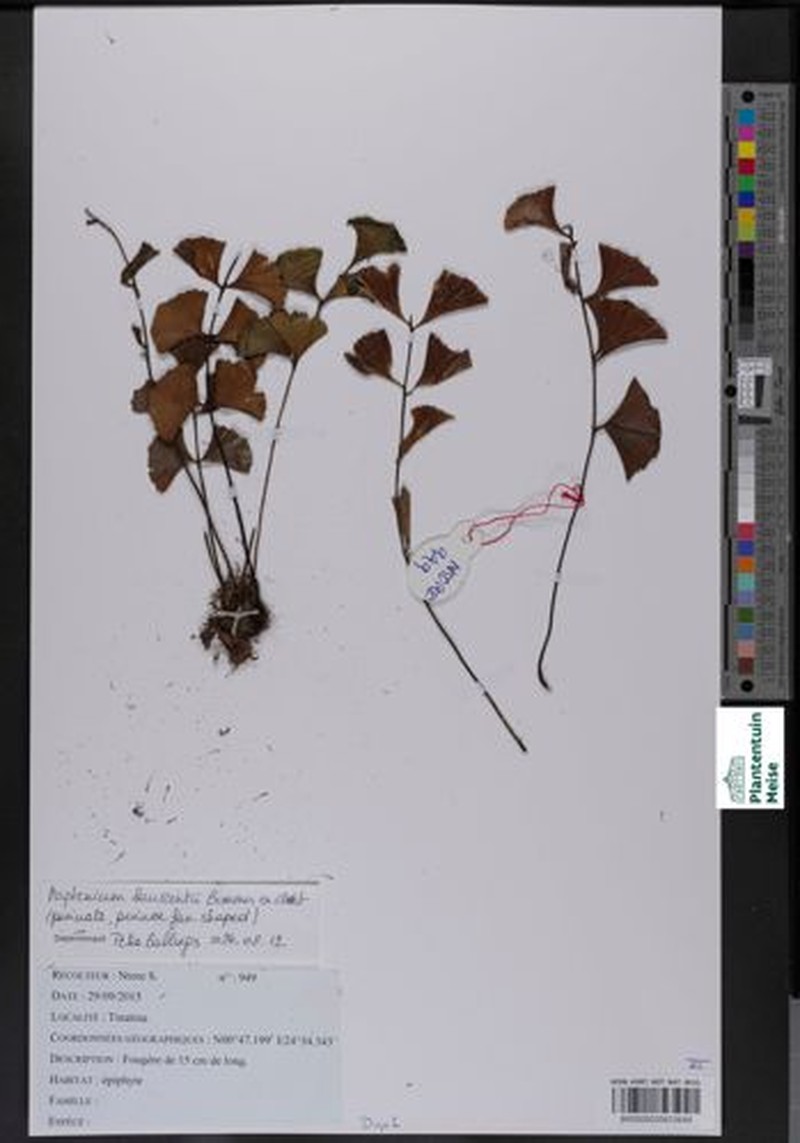 Asplenium laurentii