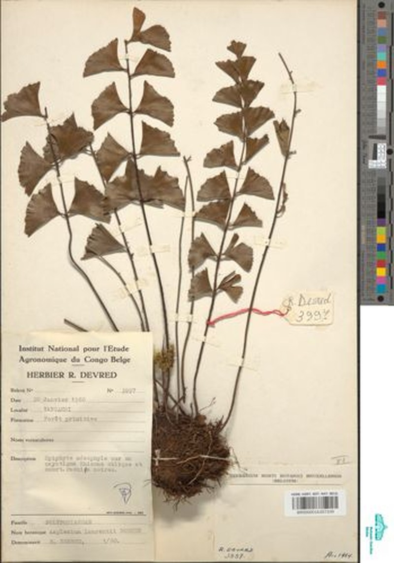 Asplenium laurentii photo 4