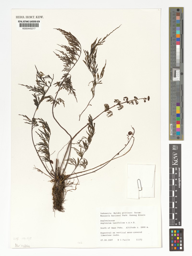 Asplenium laxifolium