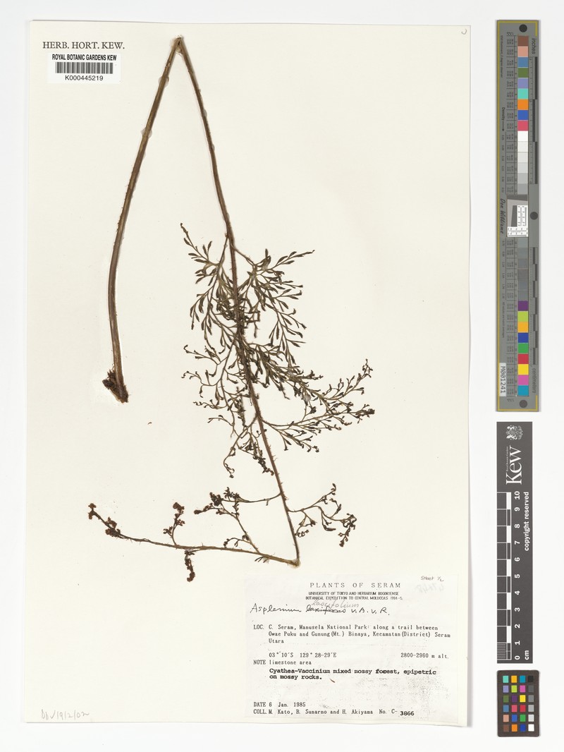 Asplenium laxifolium photo 2