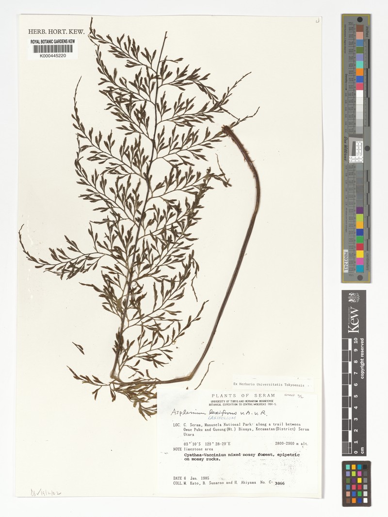 Asplenium laxifolium photo 3