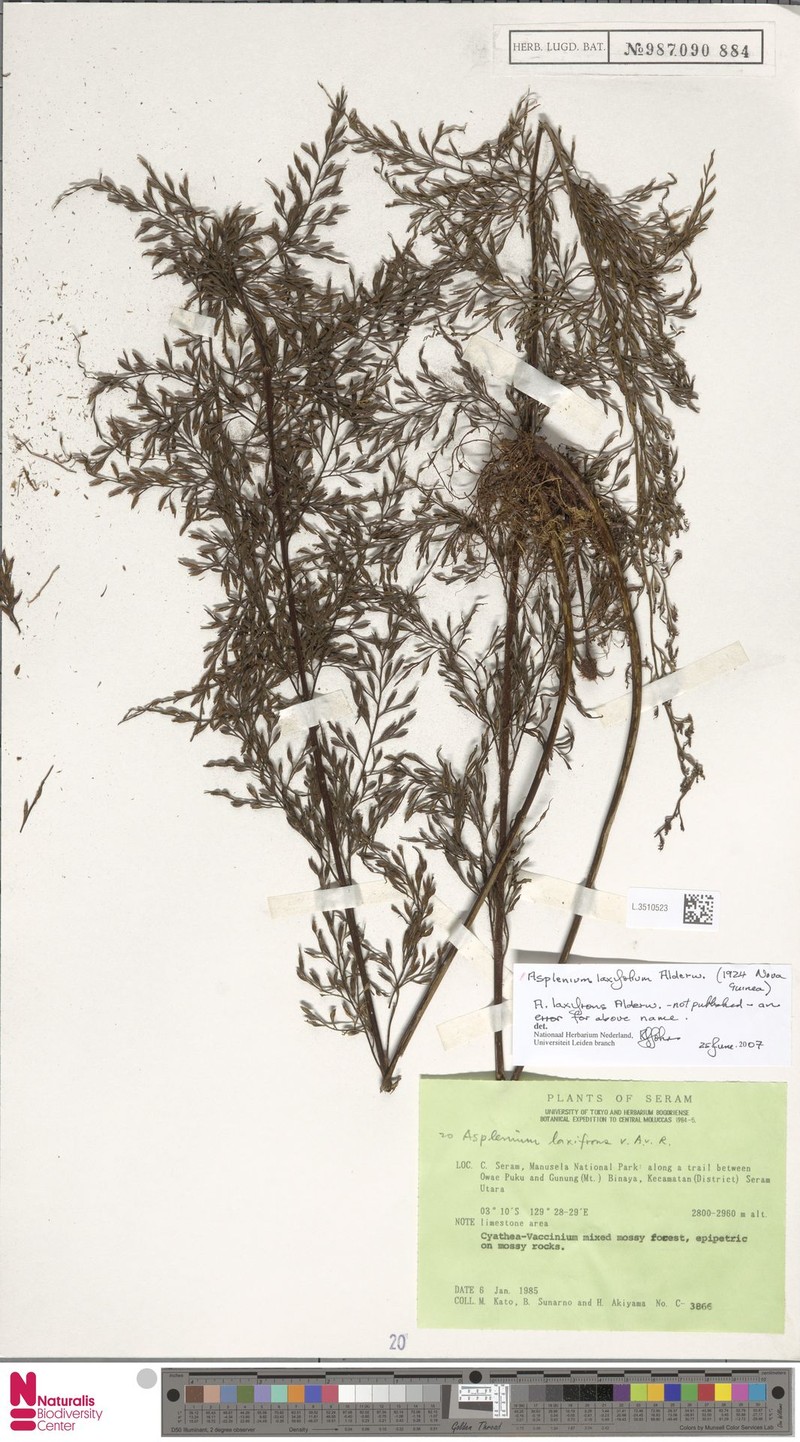 Asplenium laxifolium photo 4
