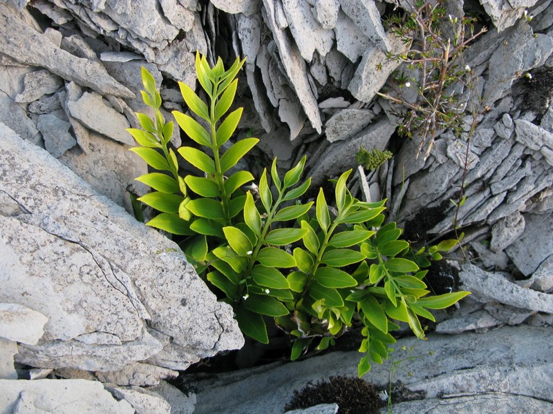 Asplenium lepidotum photo 4