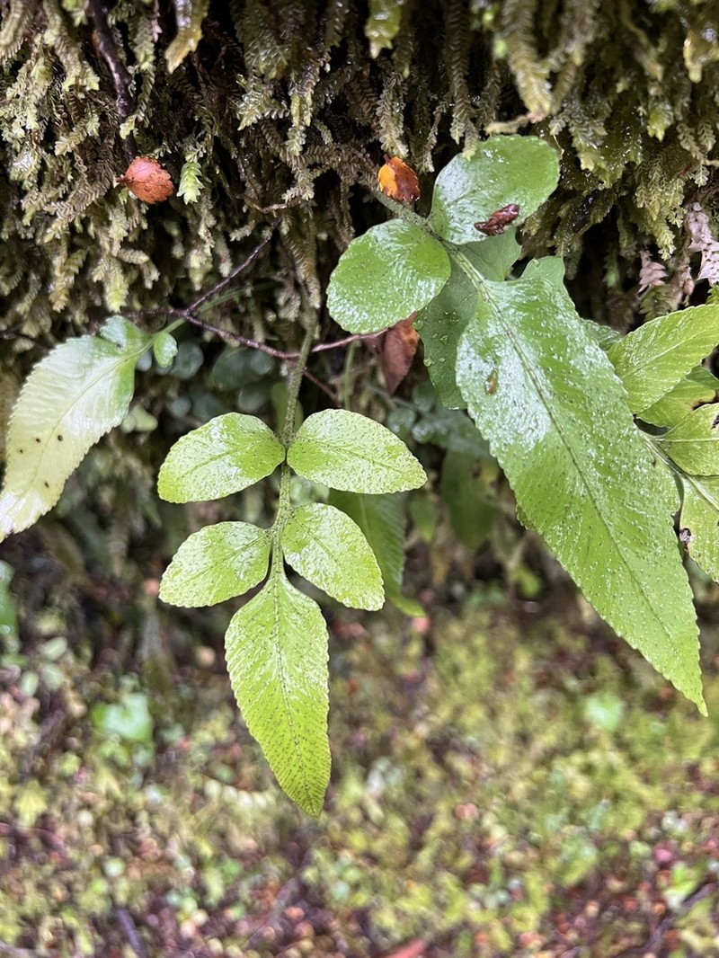Asplenium lepidotum photo 5