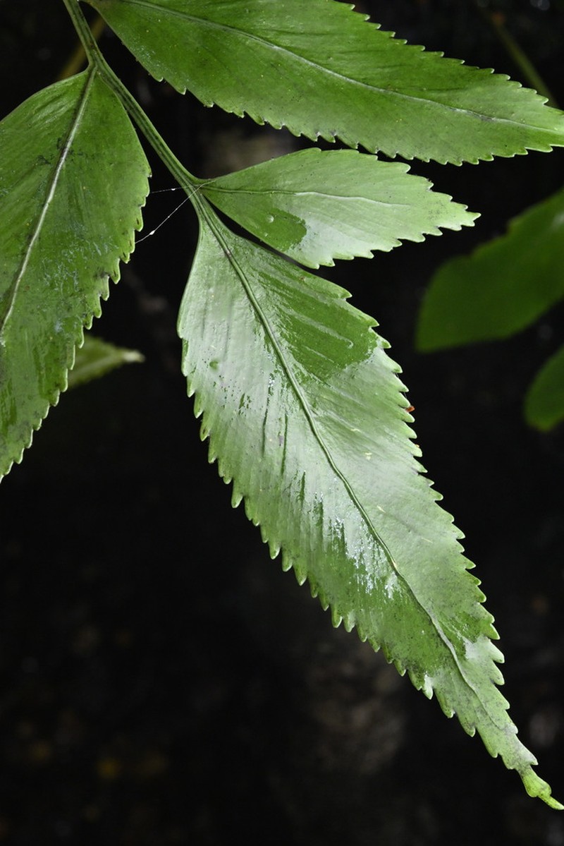 Asplenium lepidotum photo 6