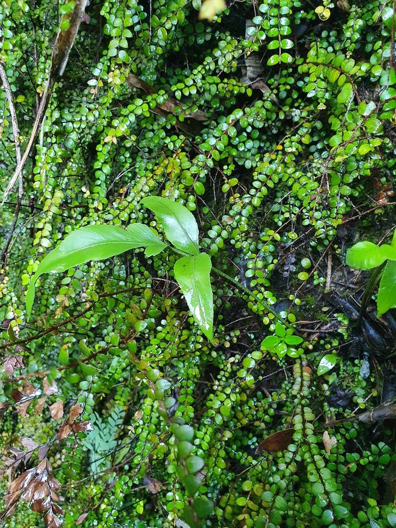 Asplenium lepidotum photo 7