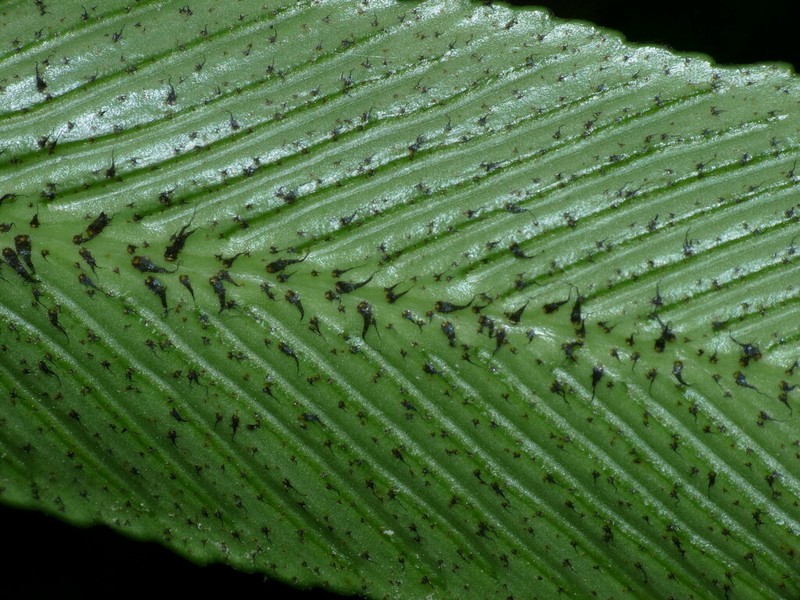 Asplenium lepidotum photo 8