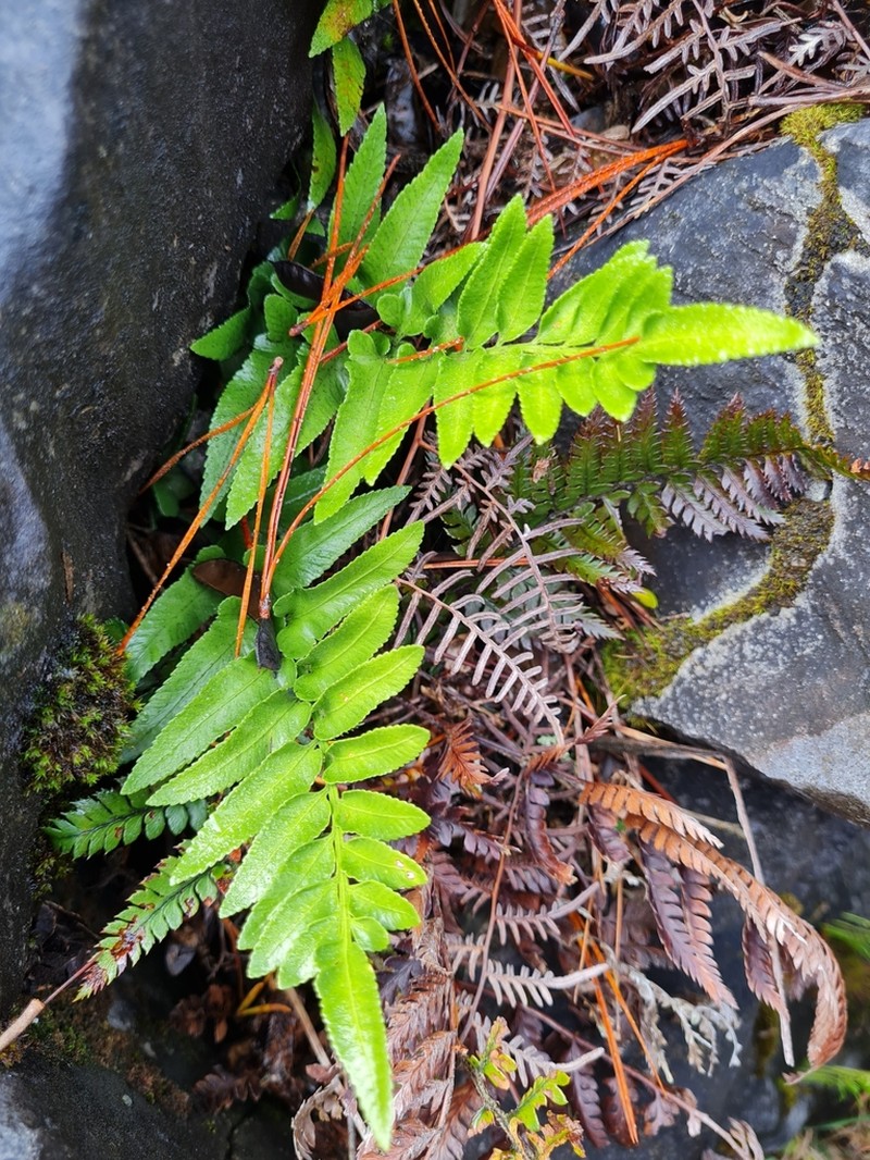 Asplenium lepidotum