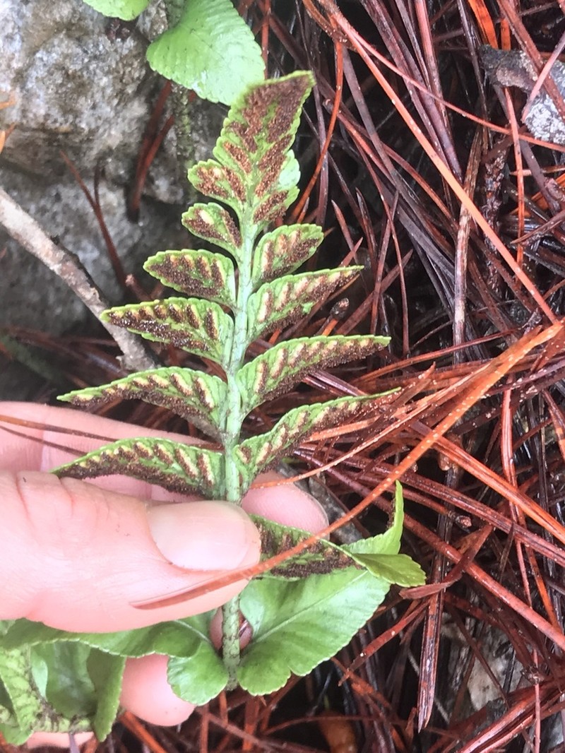 Asplenium lepidotum photo 2