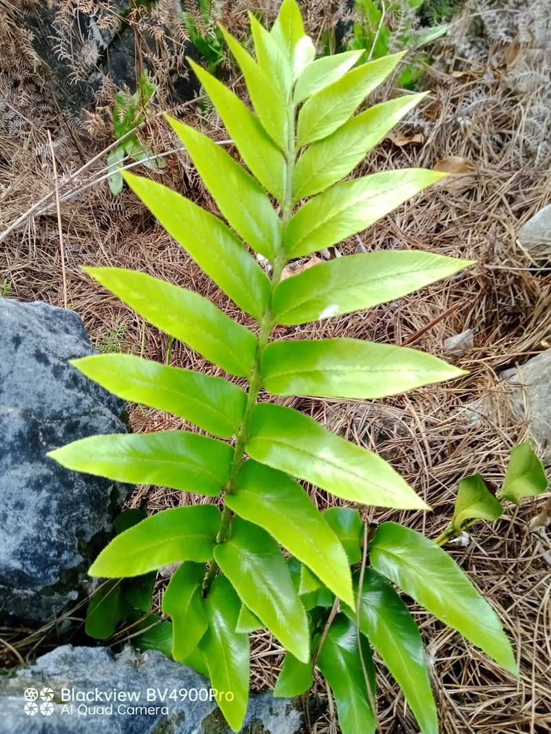 Asplenium lepidotum photo 3