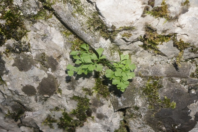 Asplenium lepidum photo 4
