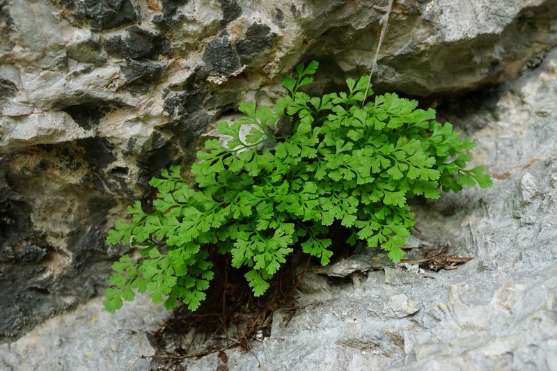 Asplenium lepidum photo 5