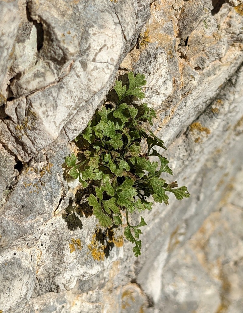 Asplenium lepidum photo 6