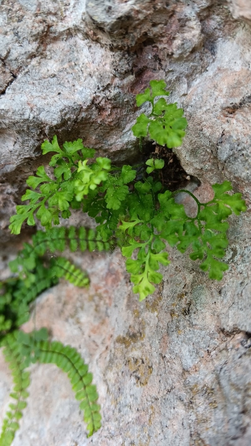Asplenium lepidum photo 7