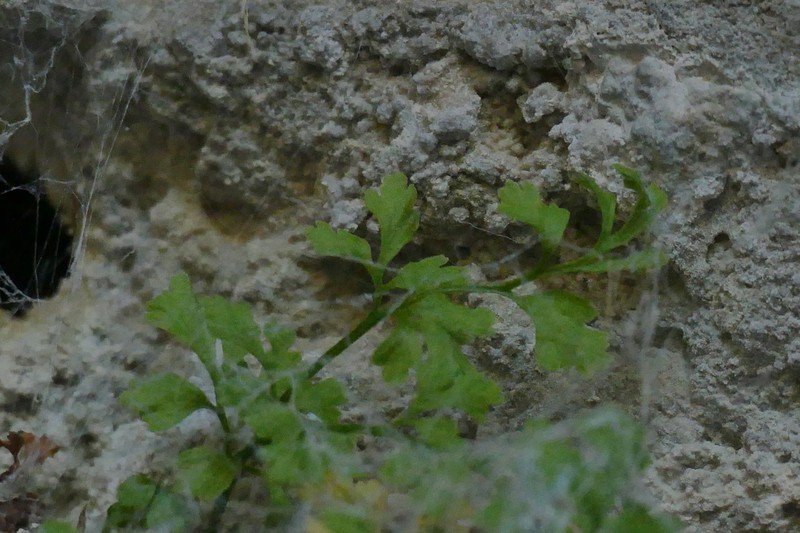 Asplenium lepidum photo 8