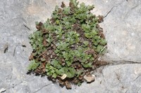 Asplenium lepidum