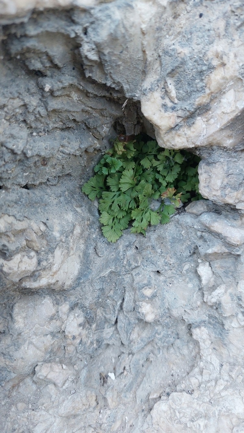 Asplenium lepidum photo 2