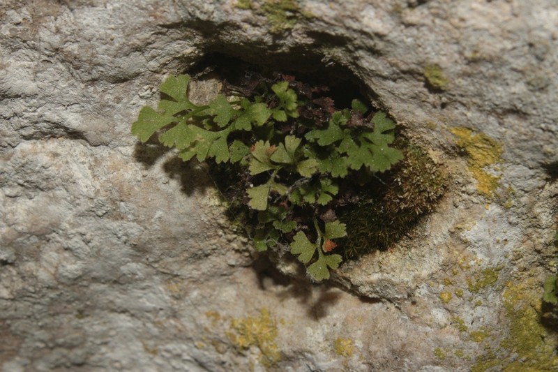 Asplenium lepidum photo 3