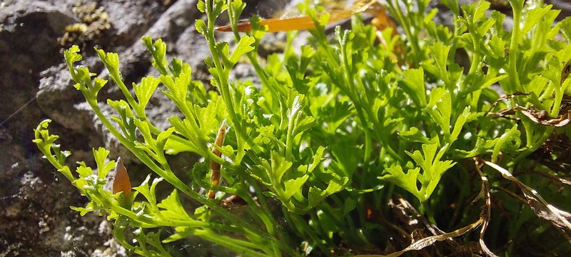Asplenium lepidum subsp. haussknechtii