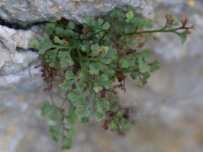 Asplenium lepidum subsp. haussknechtii photo 2